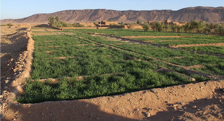 کشاورزی و دامداری در مناطق فوق خشک