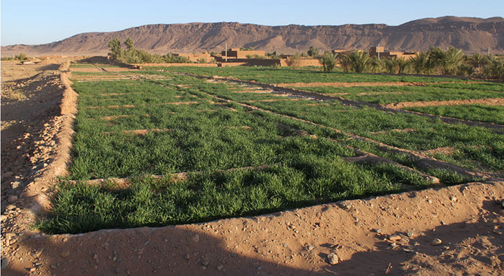 کشاورزی و دامداری در مناطق فوق خشک